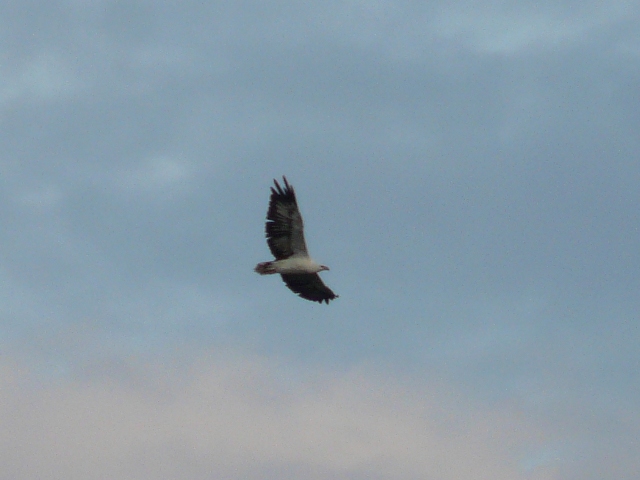 Eagle flying